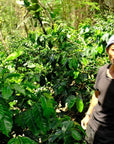 Gayo Sesongot - Winey Natural - Indonesia - 2025