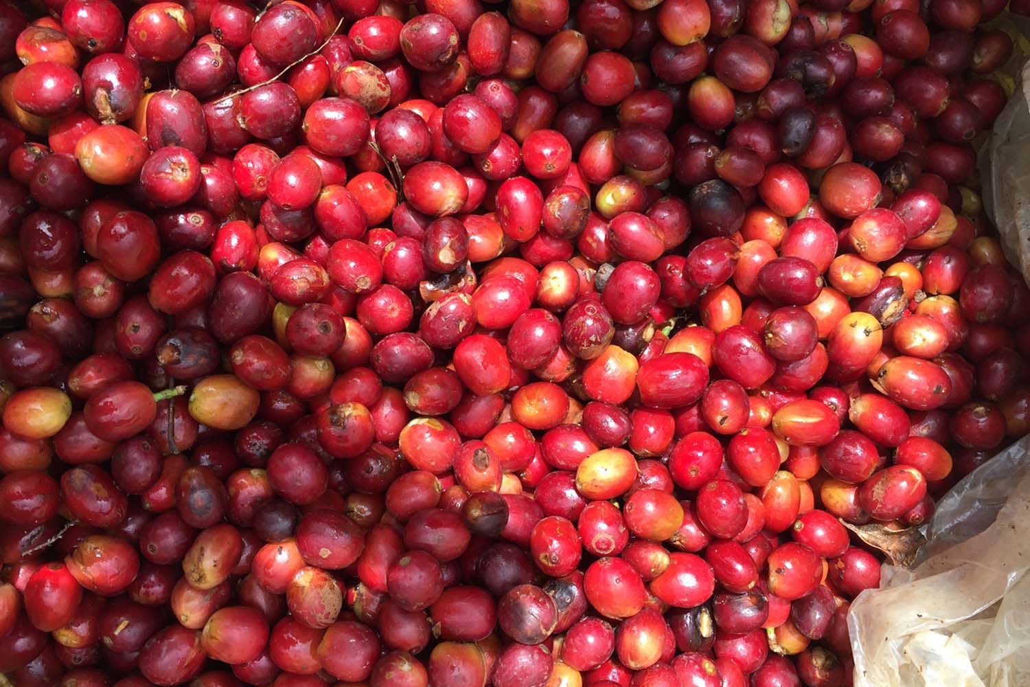 La Rosita - Catuai - Washed - Panama - Espresso - 2025