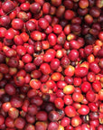La Rosita - Catuai - Washed - Panama - Espresso - 2025