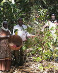 Ayele Fulasa Gesha - Natural - Ethiopia - 2025