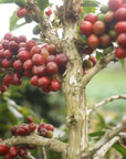 Gayo Sesongot - Winey Natural - Indonesia - Filter & Espresso - 2025