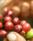 Gayo Sesongot - Winey Natural - Indonesia - Filter & Espresso - 2025