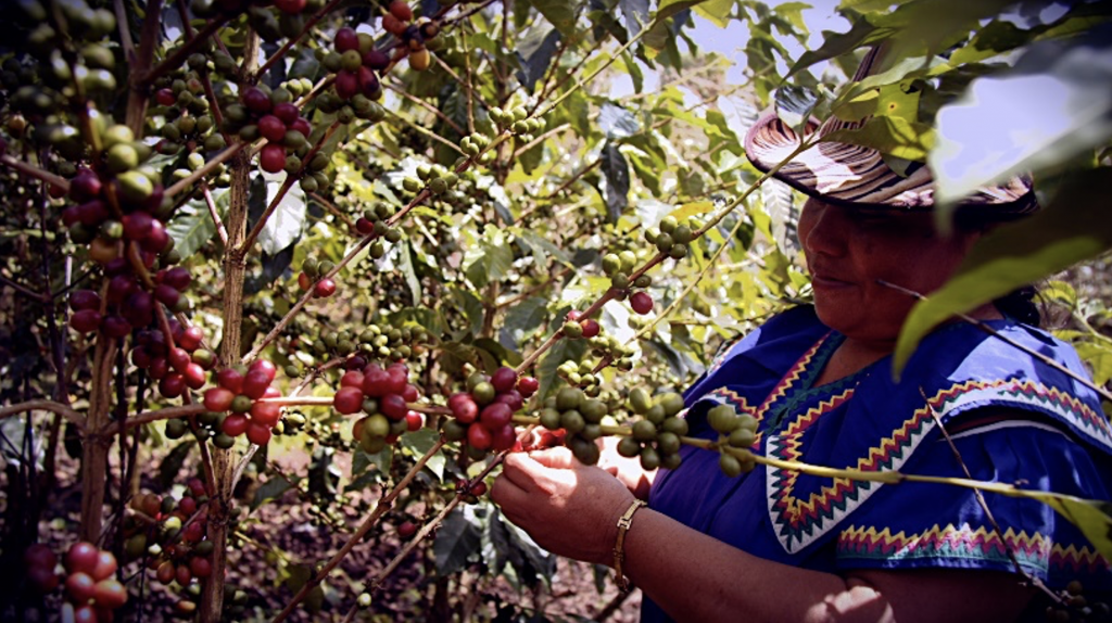 La Rosita - Catuai - Washed - Panama - Espresso - 2025
