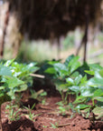 Young coffee seedlings growing at smallholder farms supplying Idido washing station