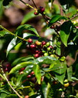Coffee trees with ripening cherries at Idido, Yirgacheffe region