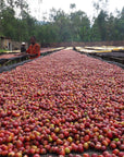 Natural process coffee cherries drying on raised beds at Idido washing station