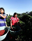 Producers collecting coffee cherries in baskets at La Berlina Estate.