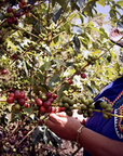 Producer hand-picking ripe coffee cherries at La Berlina Estate.