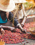 Producers hand-sorting coffee cherries at Moplaco.