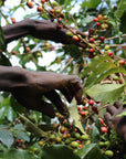 Kahve ağacından seçici şekilde elle toplanan olgun kahve kirazları.