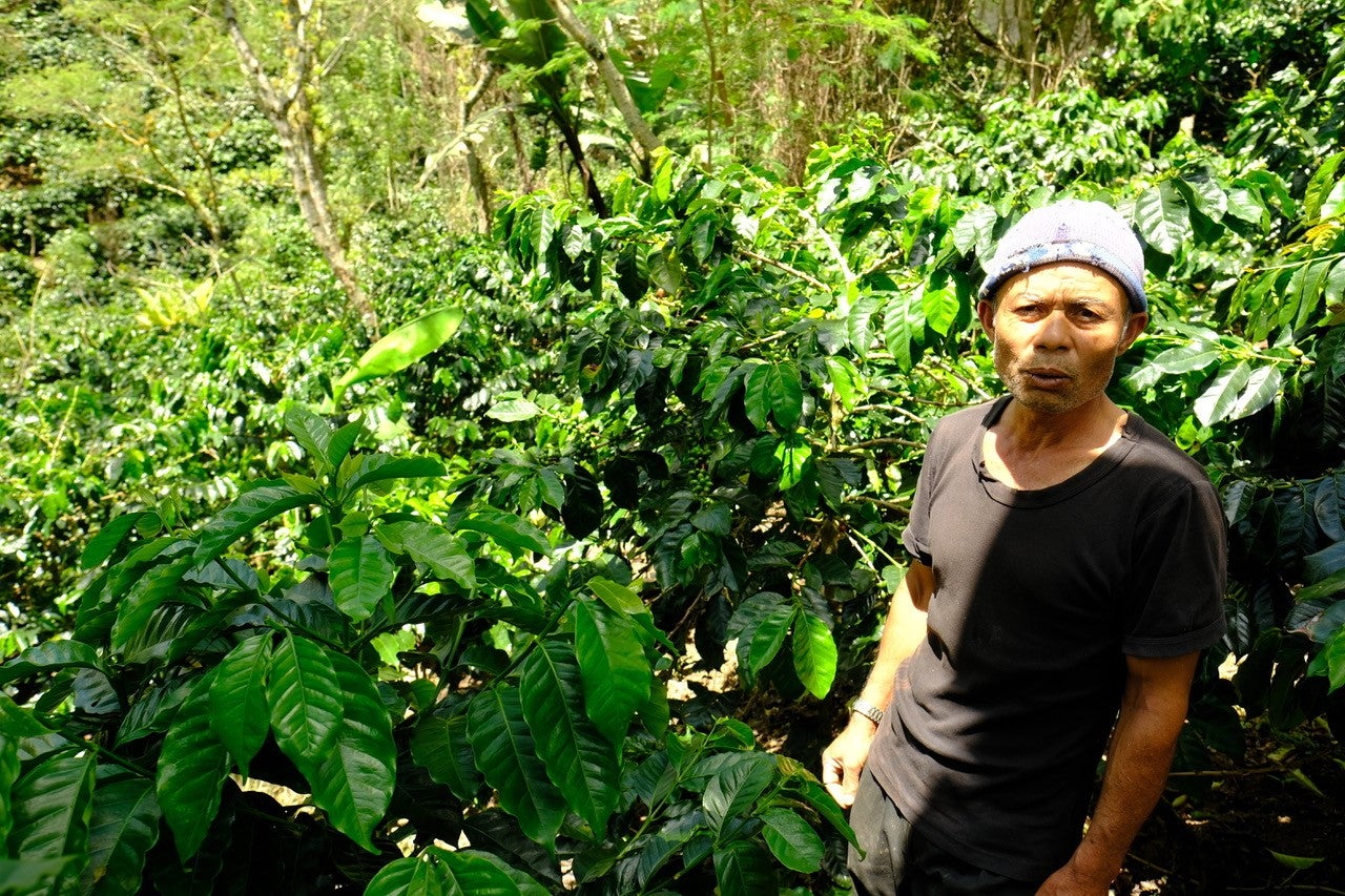 Gayo Sesongot - Winey Natural - Indonesia - 2025