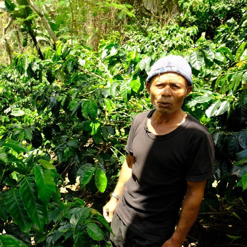 Gayo Sesongot - Winey Natural - Indonesia - Filter &amp; Espresso - 2025