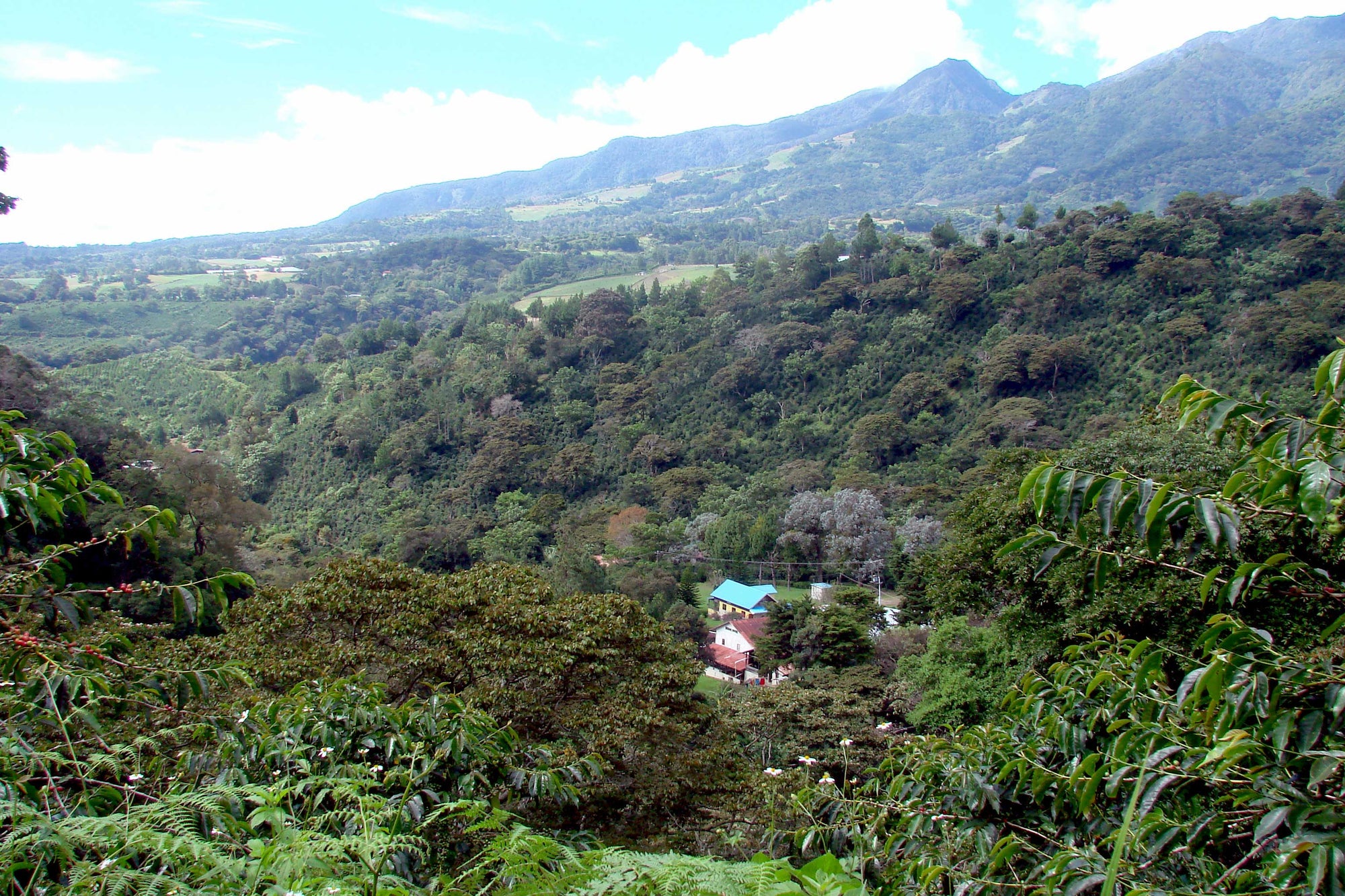 La Rosita - Catuai - Washed - Panama - Espresso - 2025