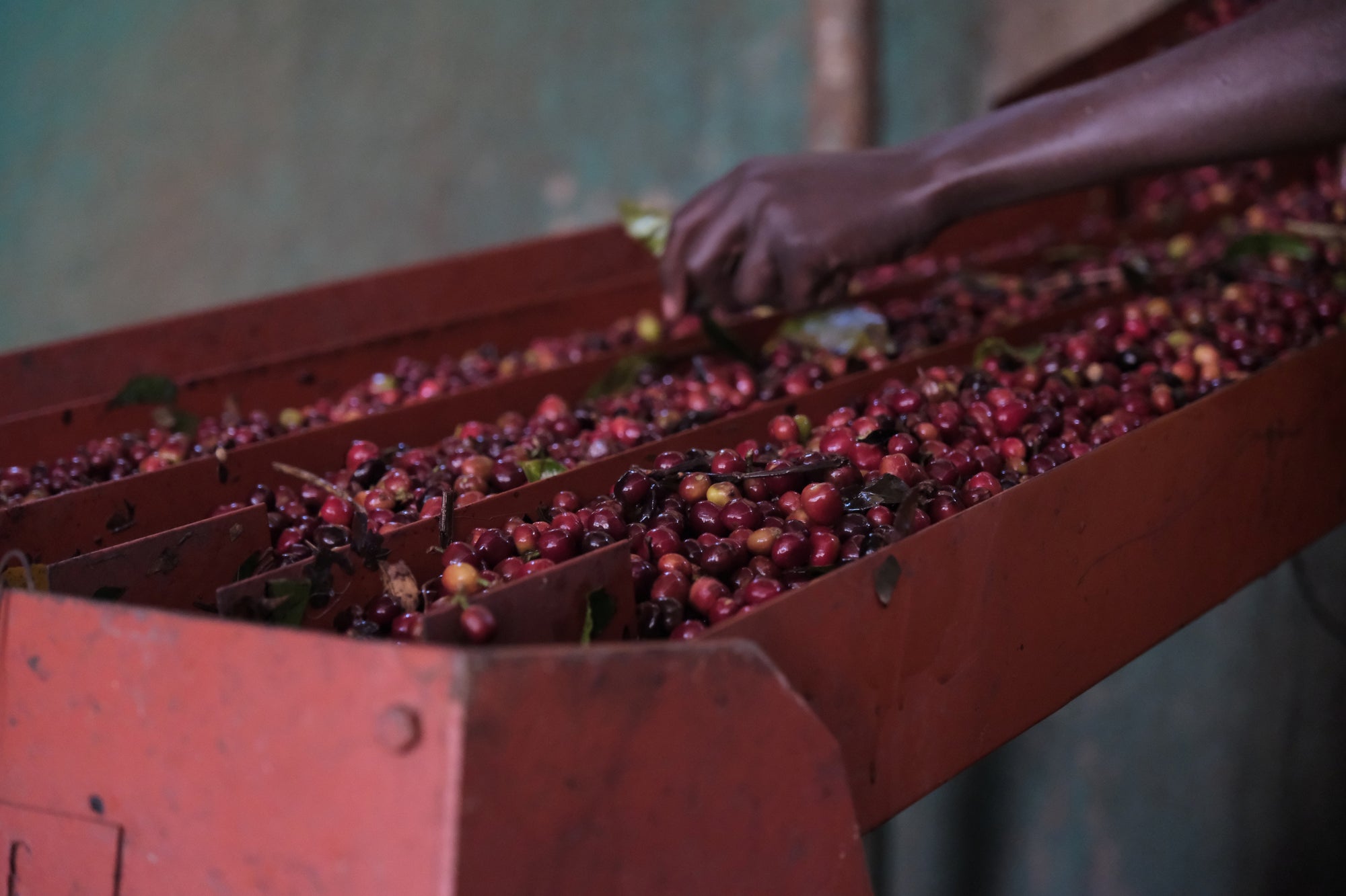 Worka - Slow Dry Natural - Ethiopia - 2025