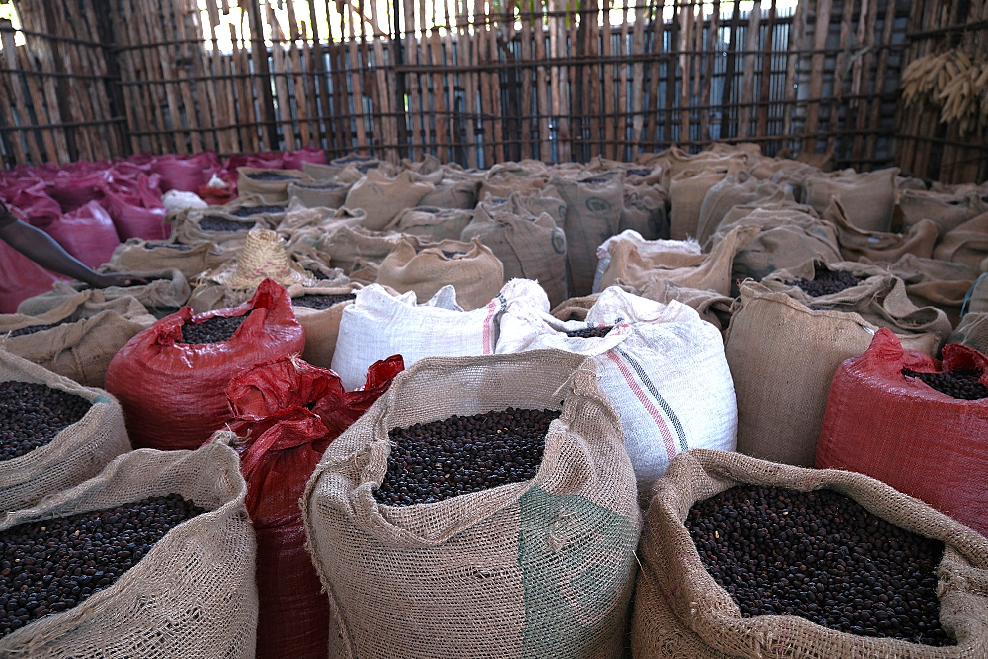 Ayele Fulasa Gesha - Natural - Ethiopia - 2025
