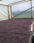 Jhon Samboni - Finca Santa Barbara - Geisha - Honey - Colombia - 2023