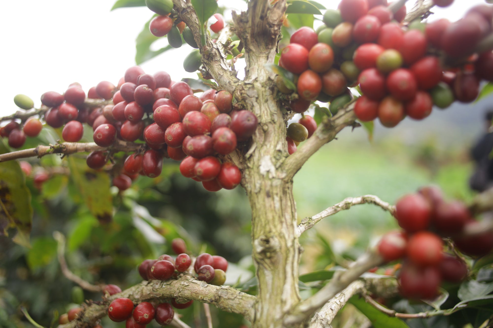 Gayo Sesongot - Winey Natural - Indonesia - 2025