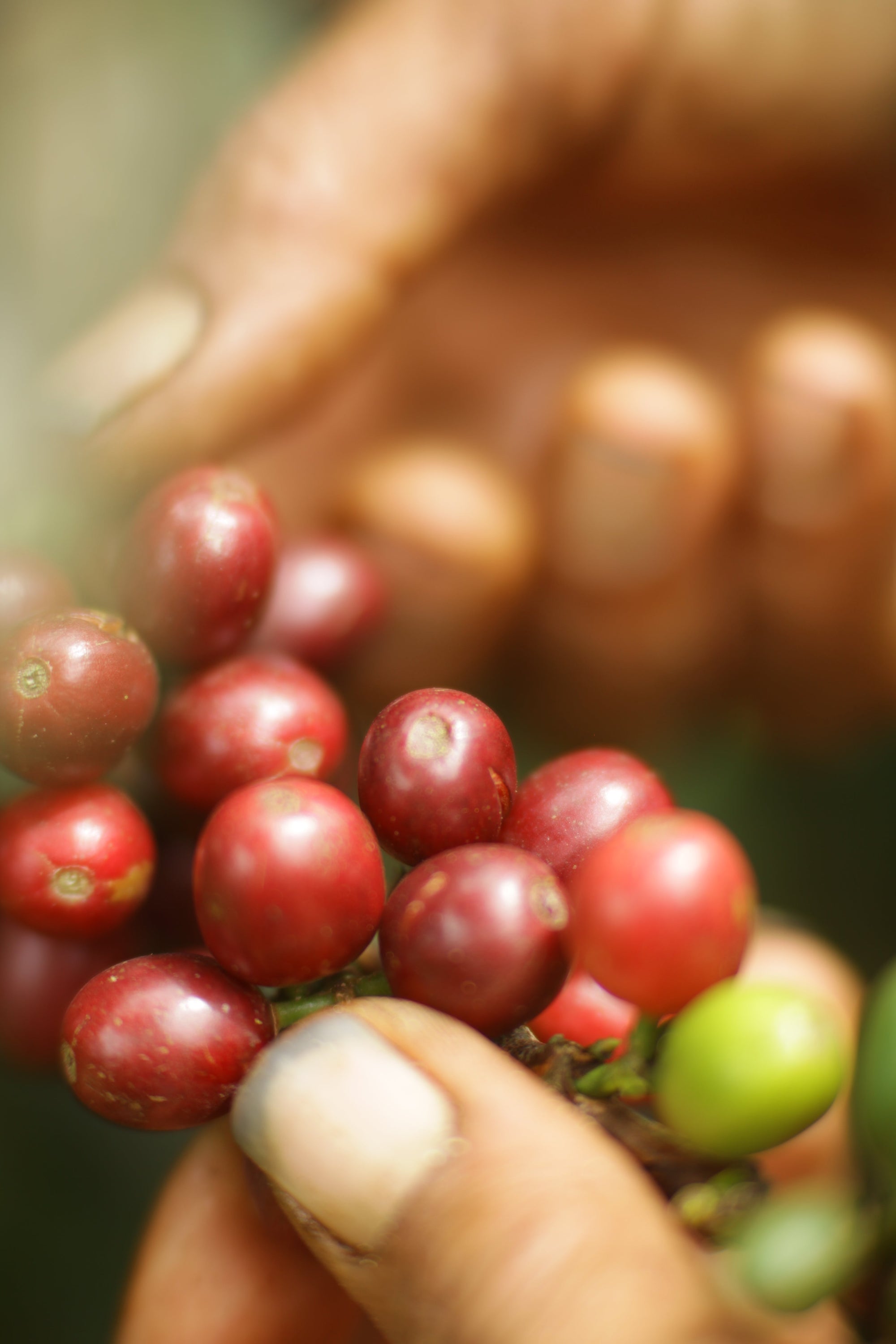 Gayo Sesongot - Winey Natural - Indonesia - 2025