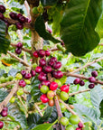 Jesus Barahona - Finca Buena Vista - Geisha Natural - Colombia - 2023