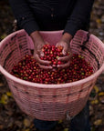 Hacienda Sonora - Cascara - Costa Rica - 2023