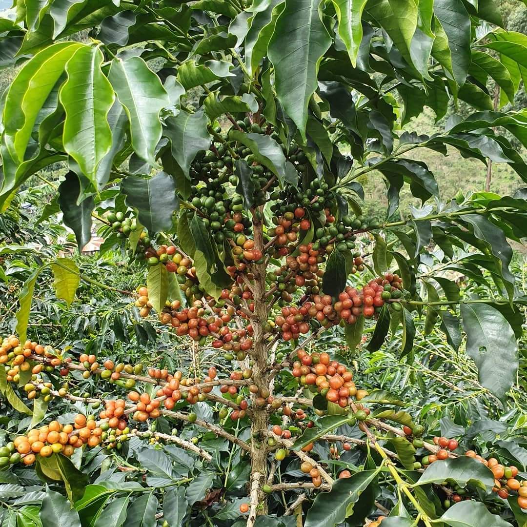 Miriam Quesada - Finca El Guayacan - Pink Bourbon - Anaerobic Natural - Colombia - 2023