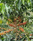 Miriam Quesada - Finca El Guayacan - Pink Bourbon - Anaerobic Natural - Colombia - 2023