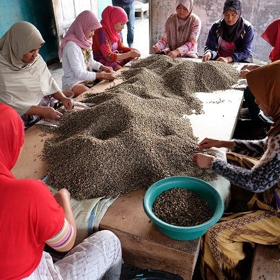 Barokah Kerinci’de kahve işleme sürecinde çalışan kadın işçiler.