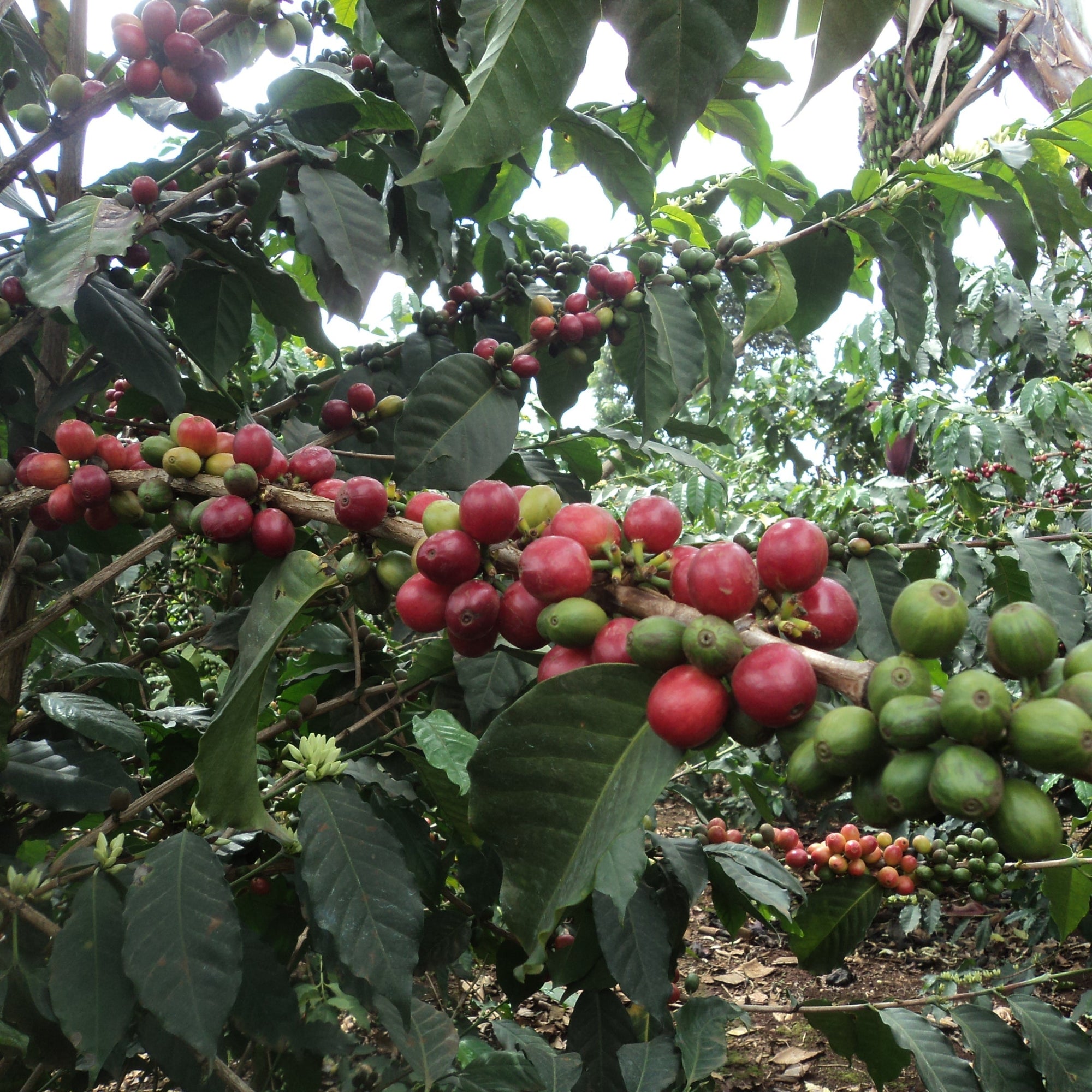 Kahve ağacında yeşil ve kırmızı tonlarda, farklı olgunluk seviyelerindeki kahve kirazları.