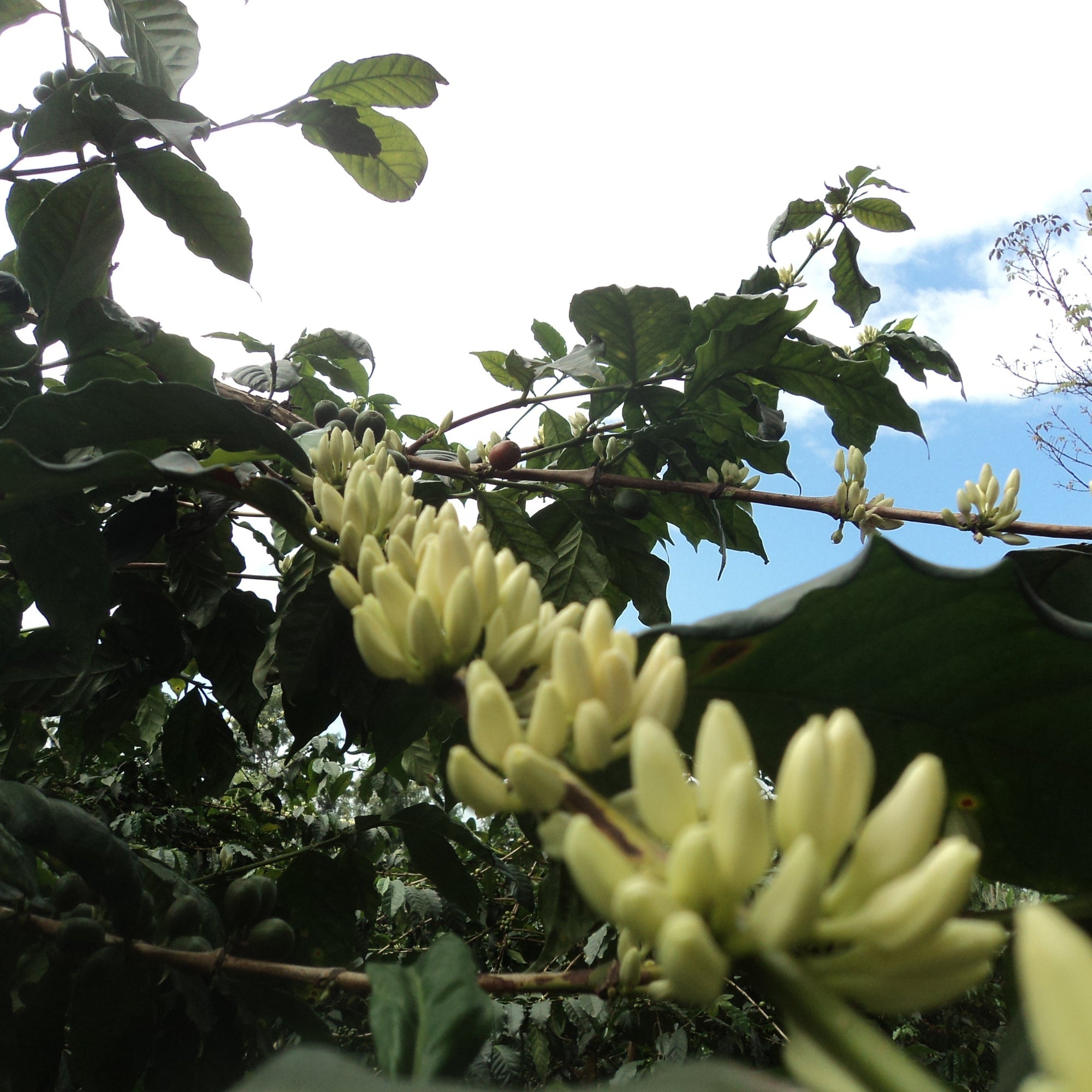 Kahve ağacında dal boyunca açmakta olan beyaz kahve çiçekleri.