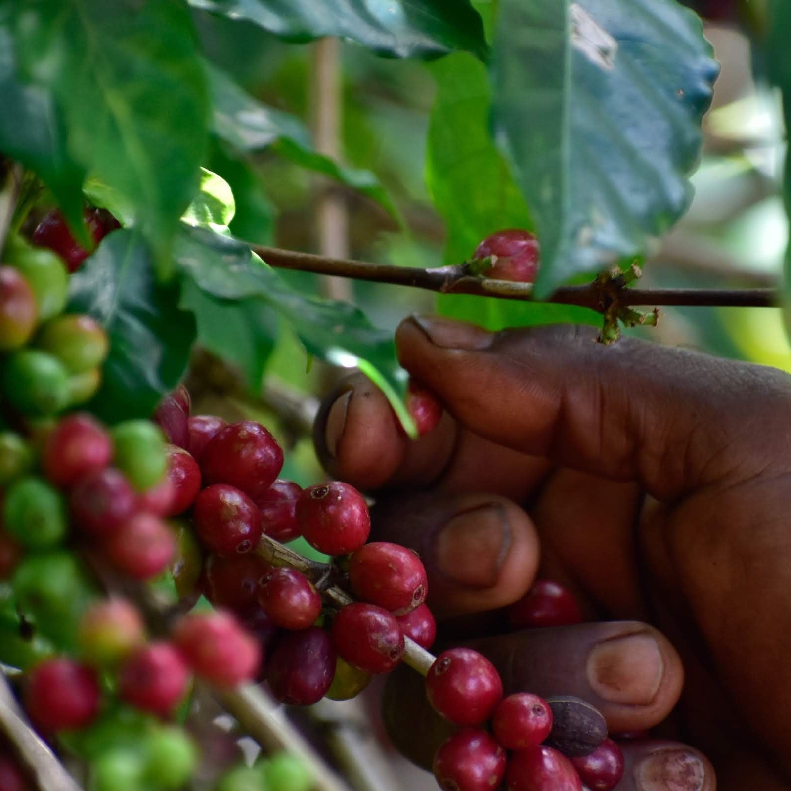 Ripe and unripe coffee cherries growing on the branch at Idido, Yirgacheffe