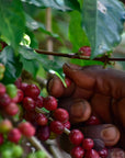 Ripe and unripe coffee cherries growing on the branch at Idido, Yirgacheffe