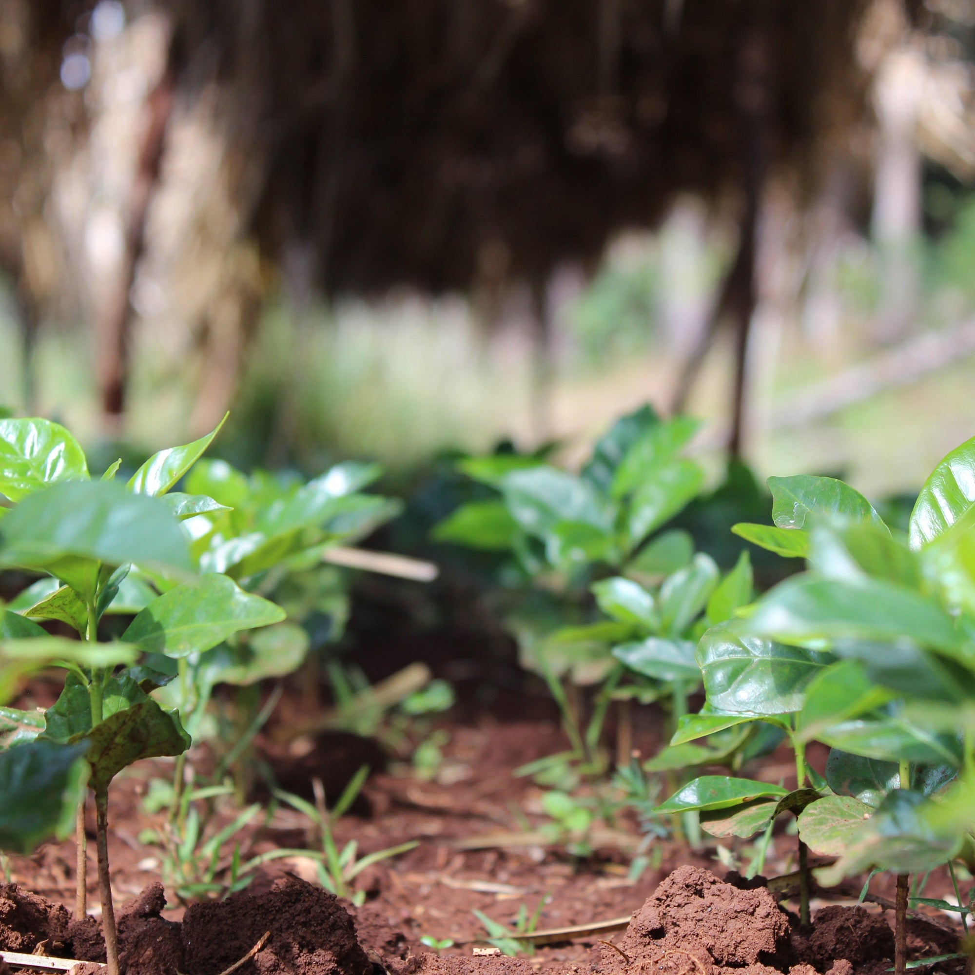 Young coffee seedlings growing at smallholder farms supplying Idido washing station