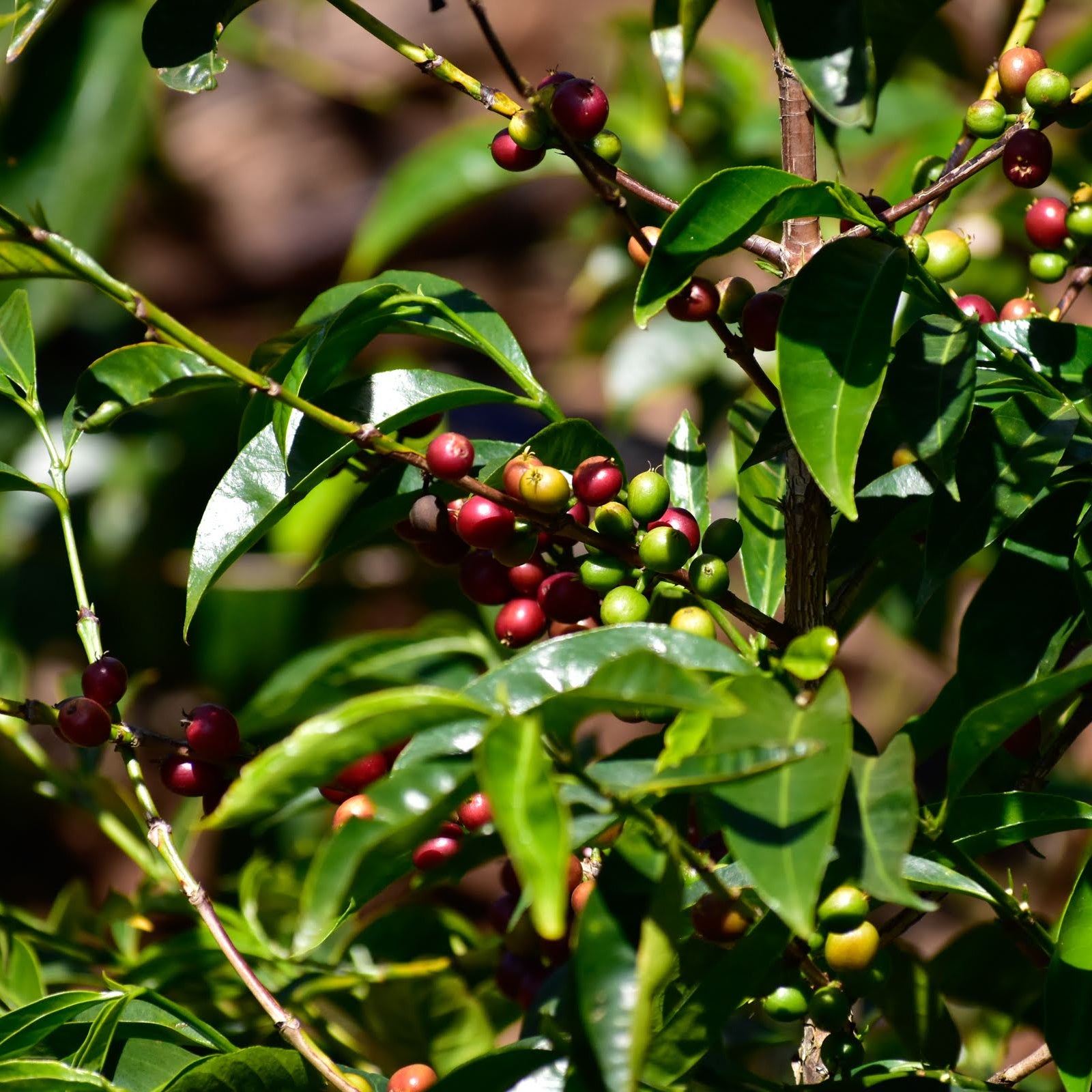 Coffee trees with ripening cherries at Idido, Yirgacheffe region