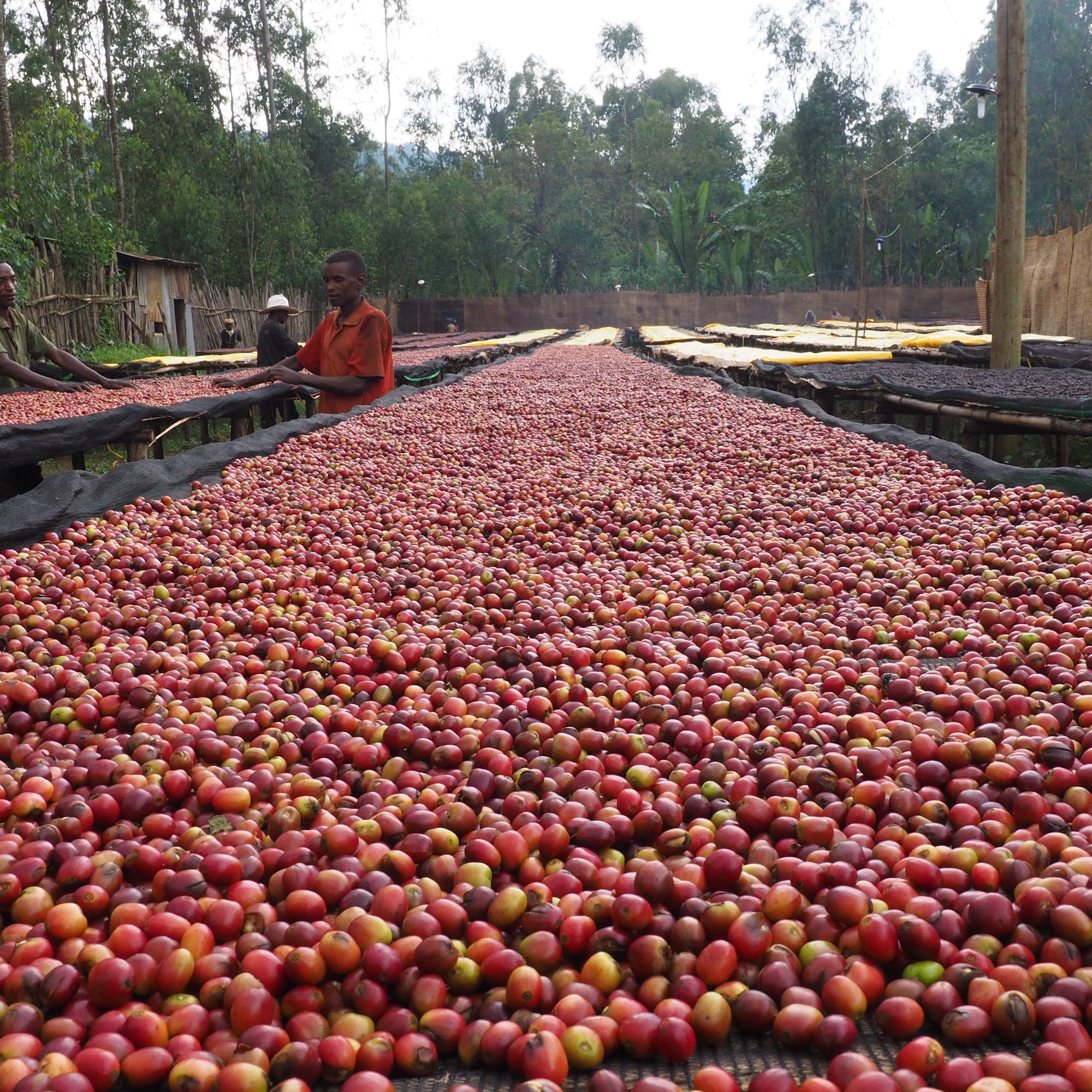 Natural process coffee cherries drying on raised beds at Idido washing station