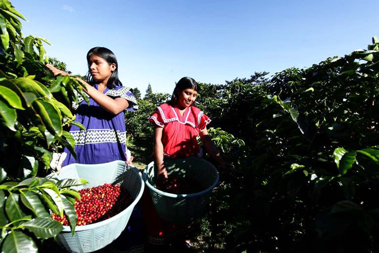 Producers collecting coffee cherries in baskets at La Berlina Estate.