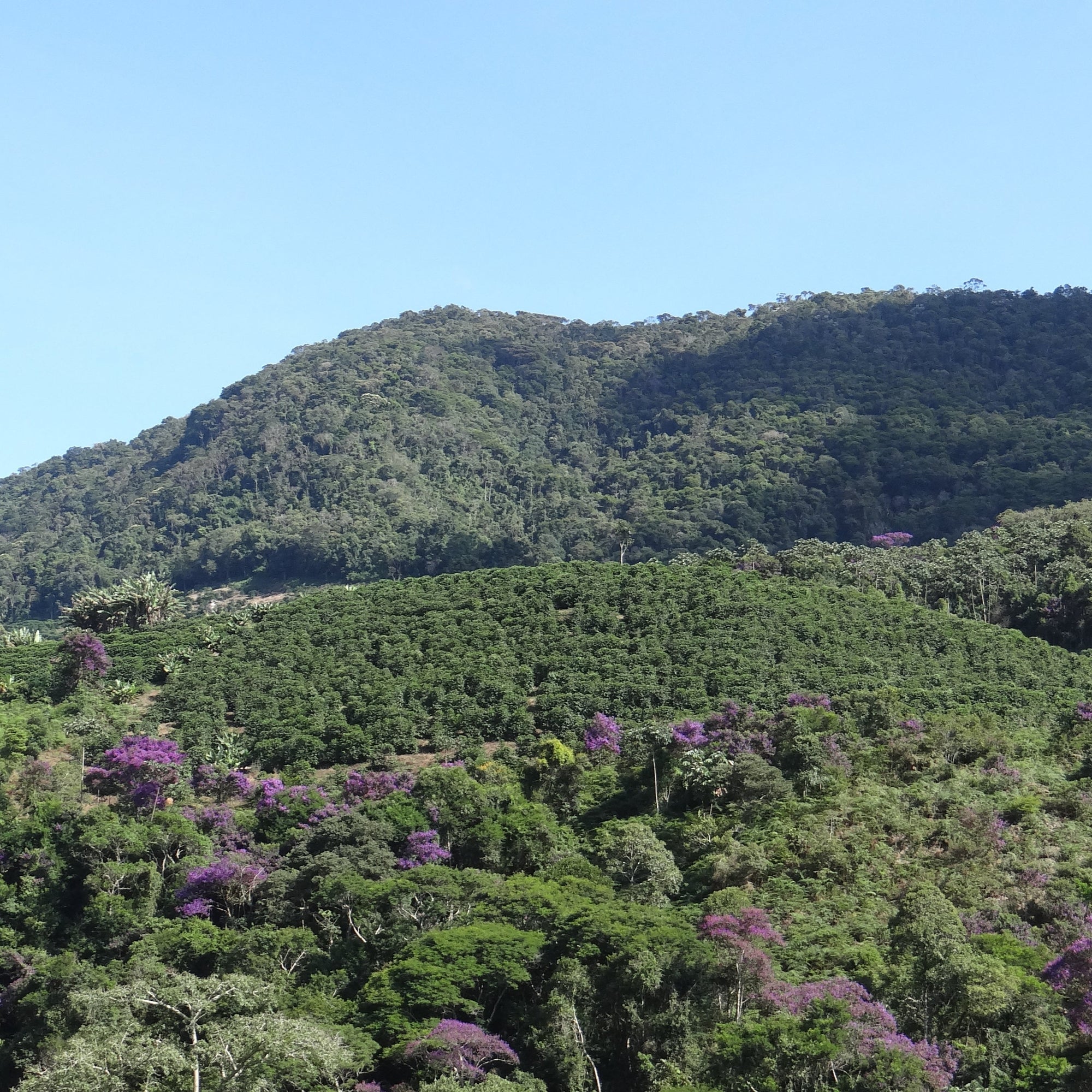 Carmo de Minas’daki Mantiqueira Dağları, kahve üretim bölgesi.