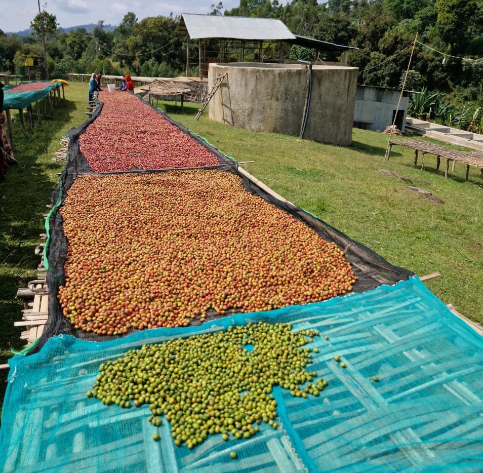 Coffee cherries at different ripeness levels drying at the Moplaco farm.