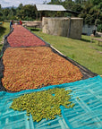 Coffee cherries at different ripeness levels drying at the Moplaco farm.