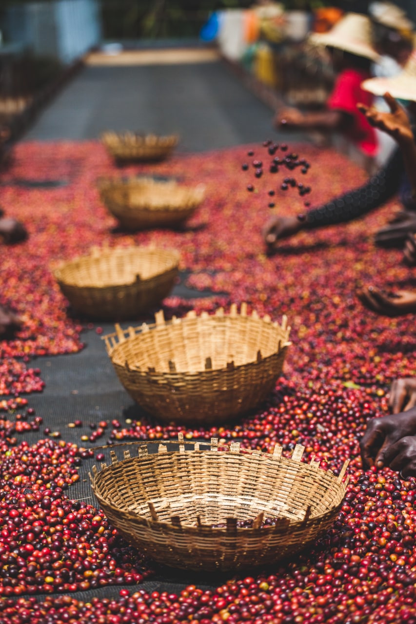 Coffee cherries spread for drying with traditional harvest baskets at Moplaco.
