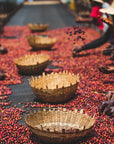 Coffee cherries spread for drying with traditional harvest baskets at Moplaco.