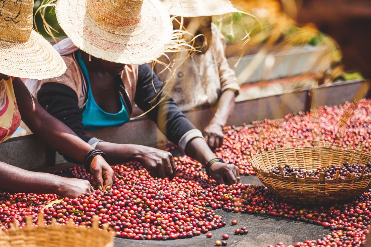 Producers hand-sorting coffee cherries at Moplaco.