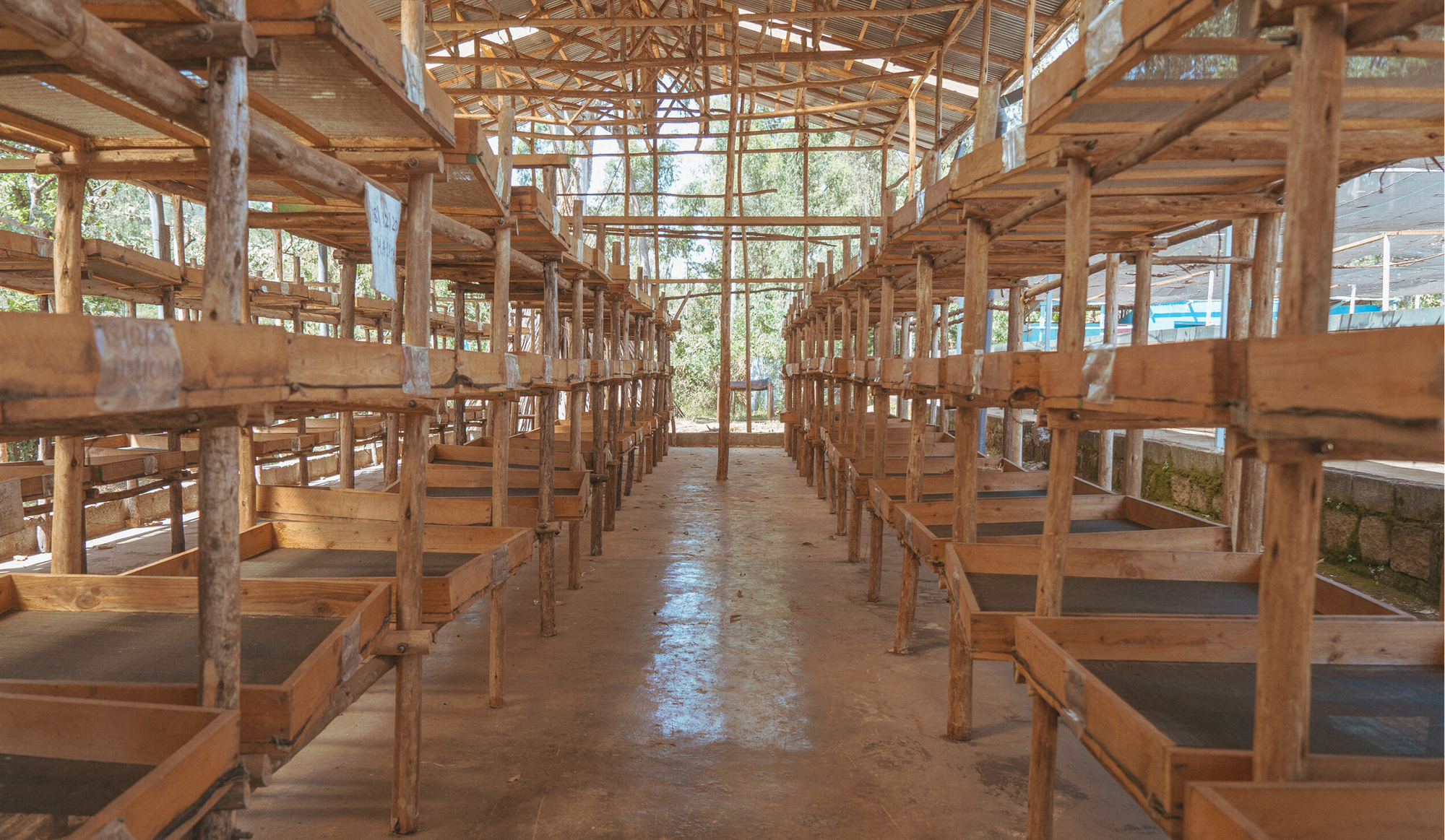 Interior view of wooden coffee drying beds at the Moplaco processing station.