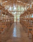 Interior view of wooden coffee drying beds at the Moplaco processing station.