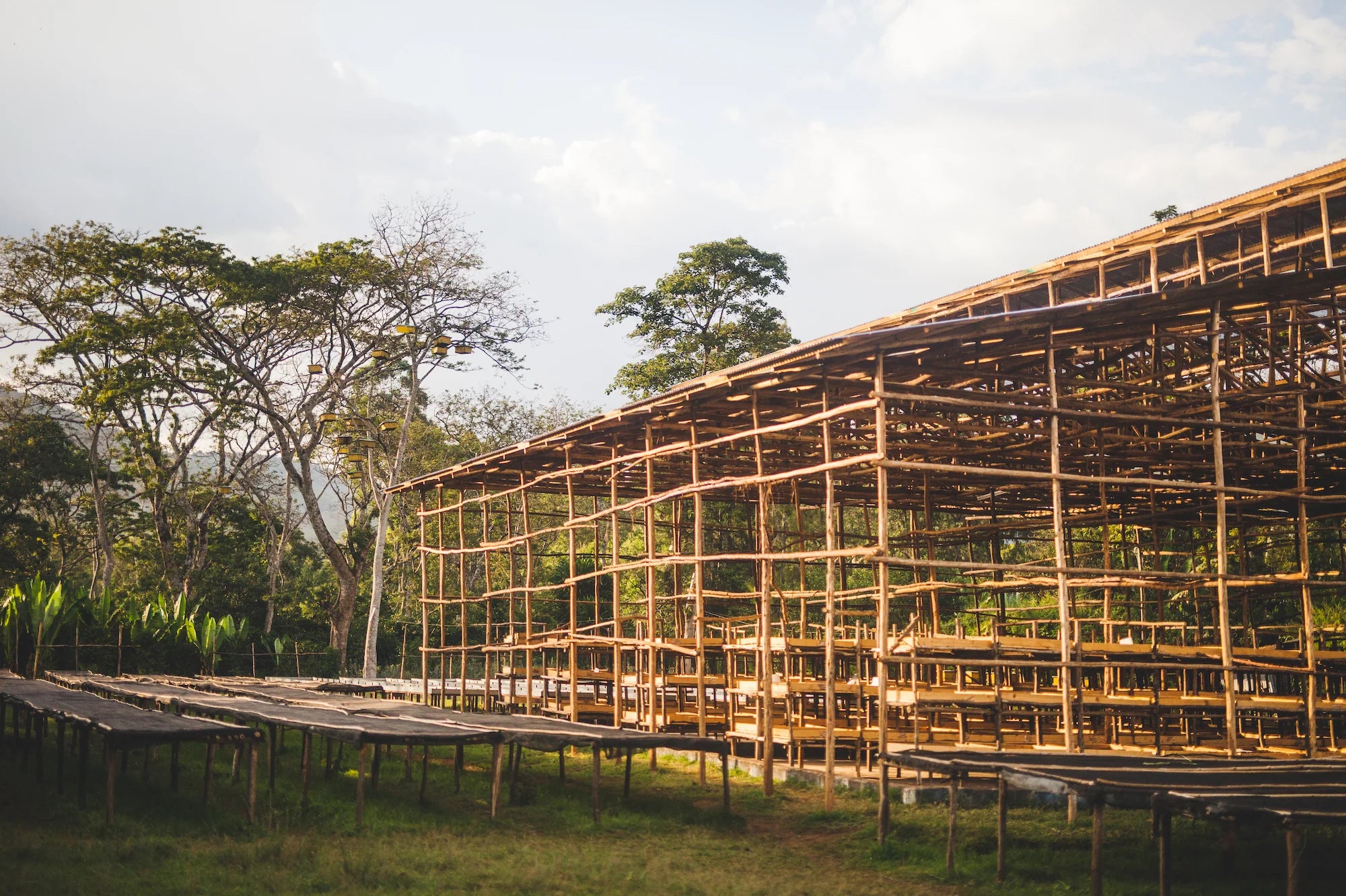 Raised coffee drying beds at Moplaco in Ethiopia.