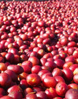 Natural işlem için serilen olgun kırmızı kahve kirazlarının yakın plandan görünümü.