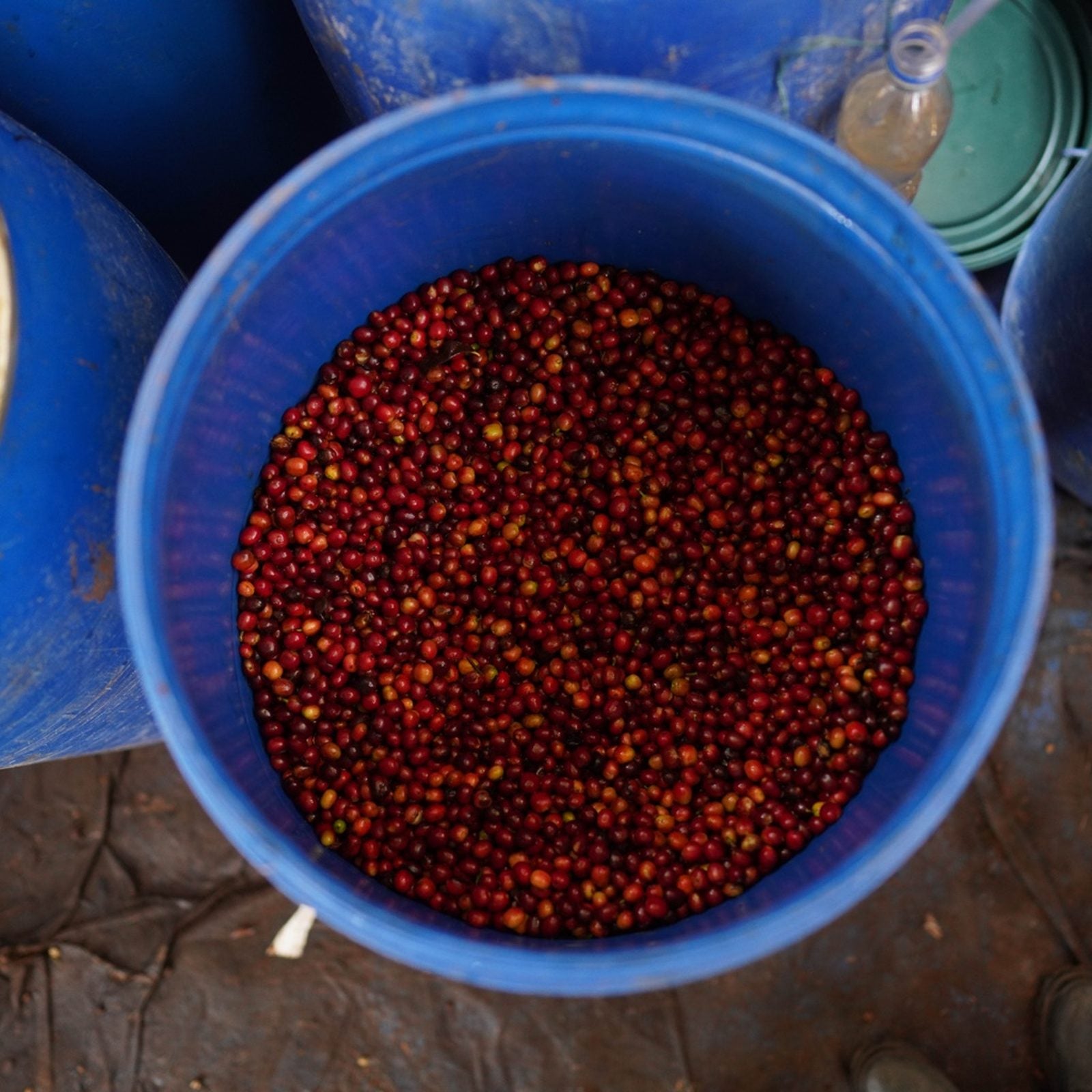 Fresh red coffee cherries prepared for anaerobic processing at Rumudamo Station.