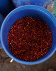 Fresh red coffee cherries prepared for anaerobic processing at Rumudamo Station.