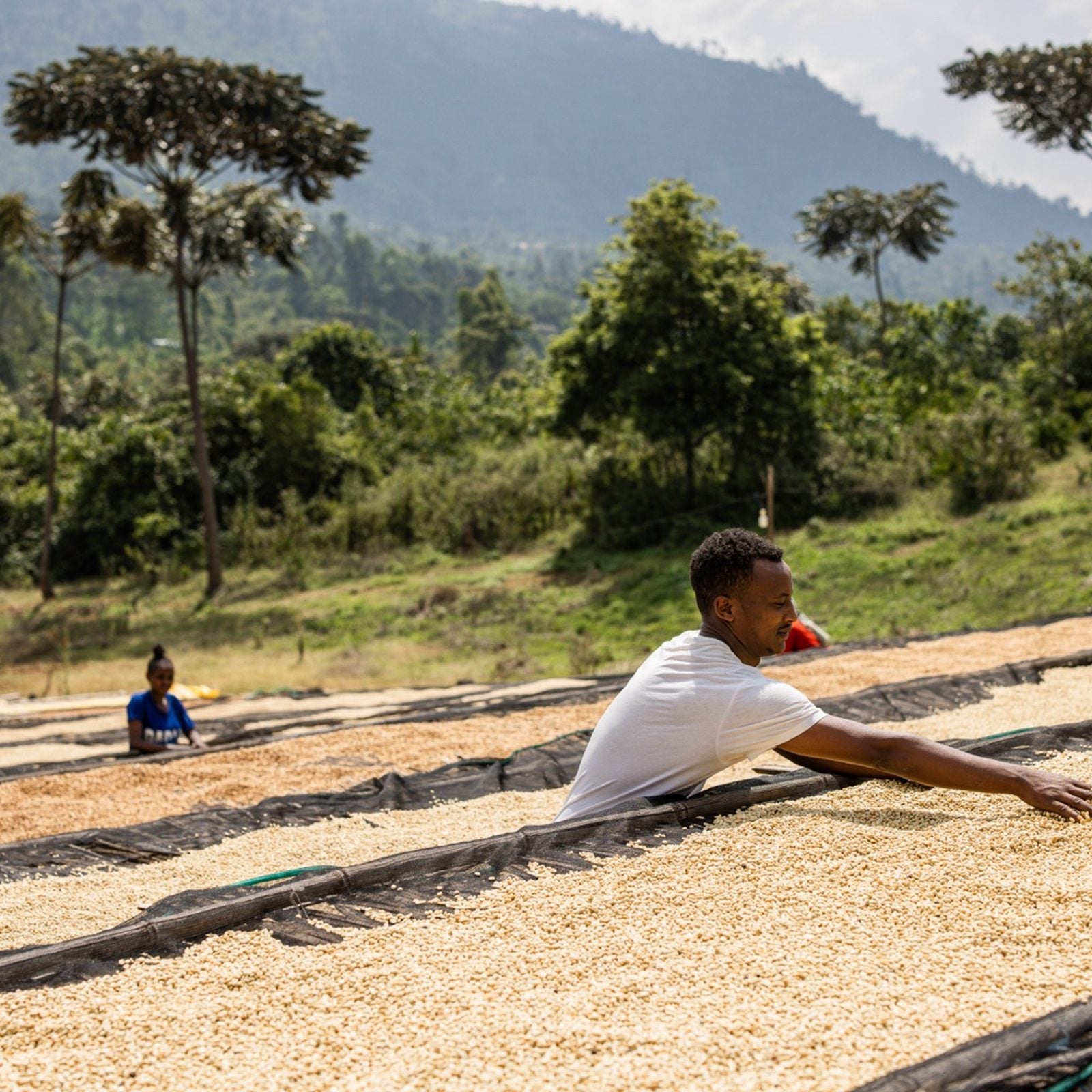 Coffee beans drying on raised beds at Rumudamo Station in Sidama, Ethiopia.
