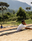 Coffee beans drying on raised beds at Rumudamo Station in Sidama, Ethiopia.