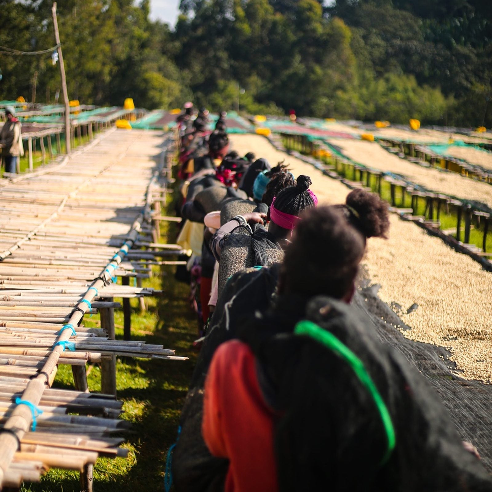 Workers turning coffee beans on drying beds at Rumudamo Station.